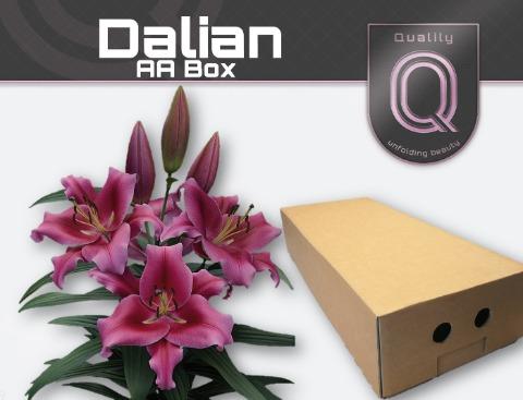 Срезанные цветы оптом Lilium or dalian от 100шт из Голландии с доставкой по России