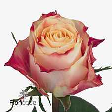 Срезанные цветы оптом Rosa la chapeau от 40шт из Голландии с доставкой по России