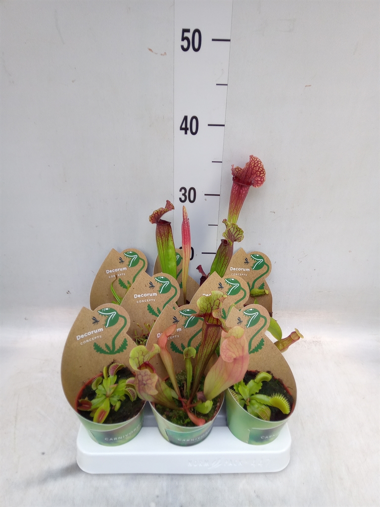 Горшечные цветы и растения оптом Vleesetende Planten от 8шт (для телеги) из Голландии с доставкой по России