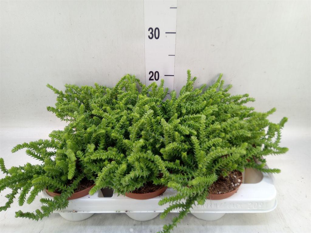 Горшечные цветы и растения оптом Crassula   ... от 9шт из Голландии с доставкой по России