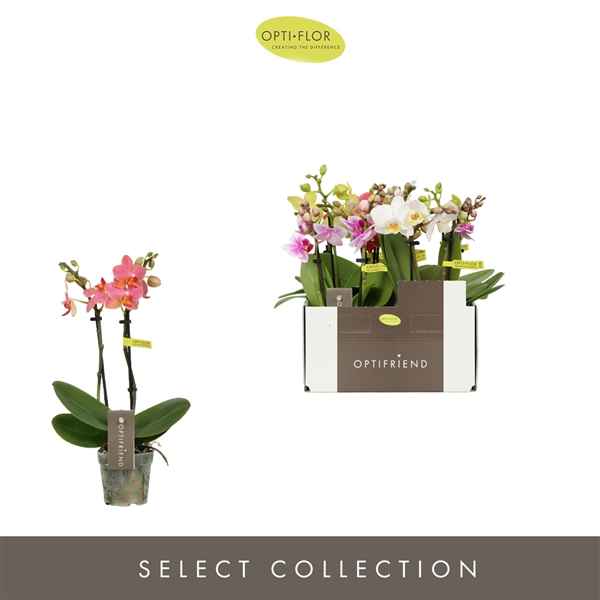 Горшечные цветы и растения оптом Phal 2st Dream Mix 10+ (opti) от 8шт из Голландии с доставкой по России