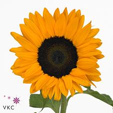 Срезанные цветы оптом Helianthus orange fire от 50шт из Голландии с доставкой по России Срезанные цветы оптом Helianthus orange fire от 50шт из Голландии с доставкой по России