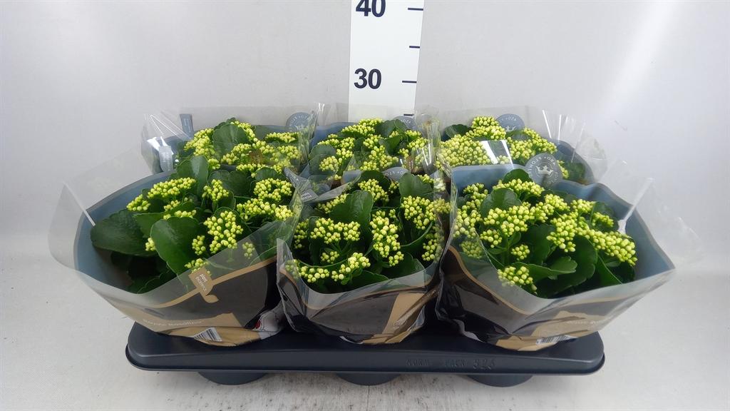 Горшечные цветы и растения оптом Kalanchoe Blos. rosdon Dione от 6шт из Голландии с доставкой по России
