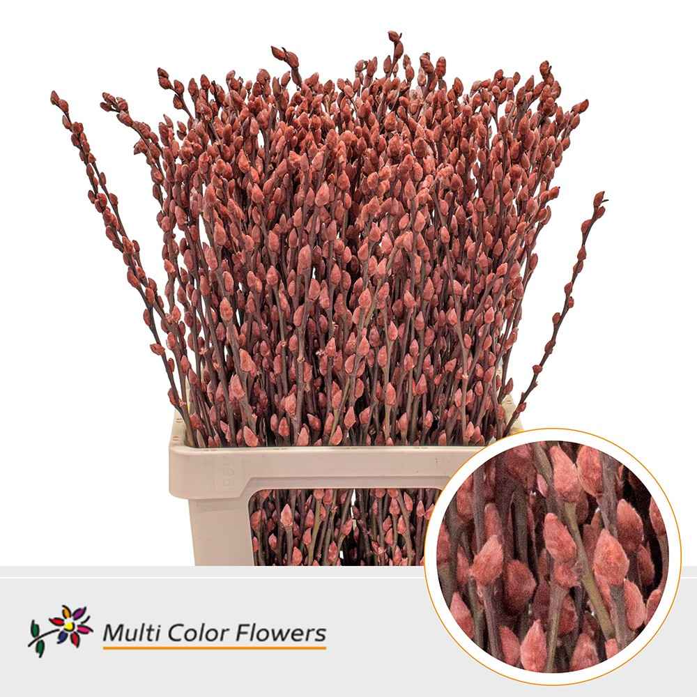 Срезанные цветы оптом Salix paint pussy willow brown от 200шт из Голландии с доставкой по России