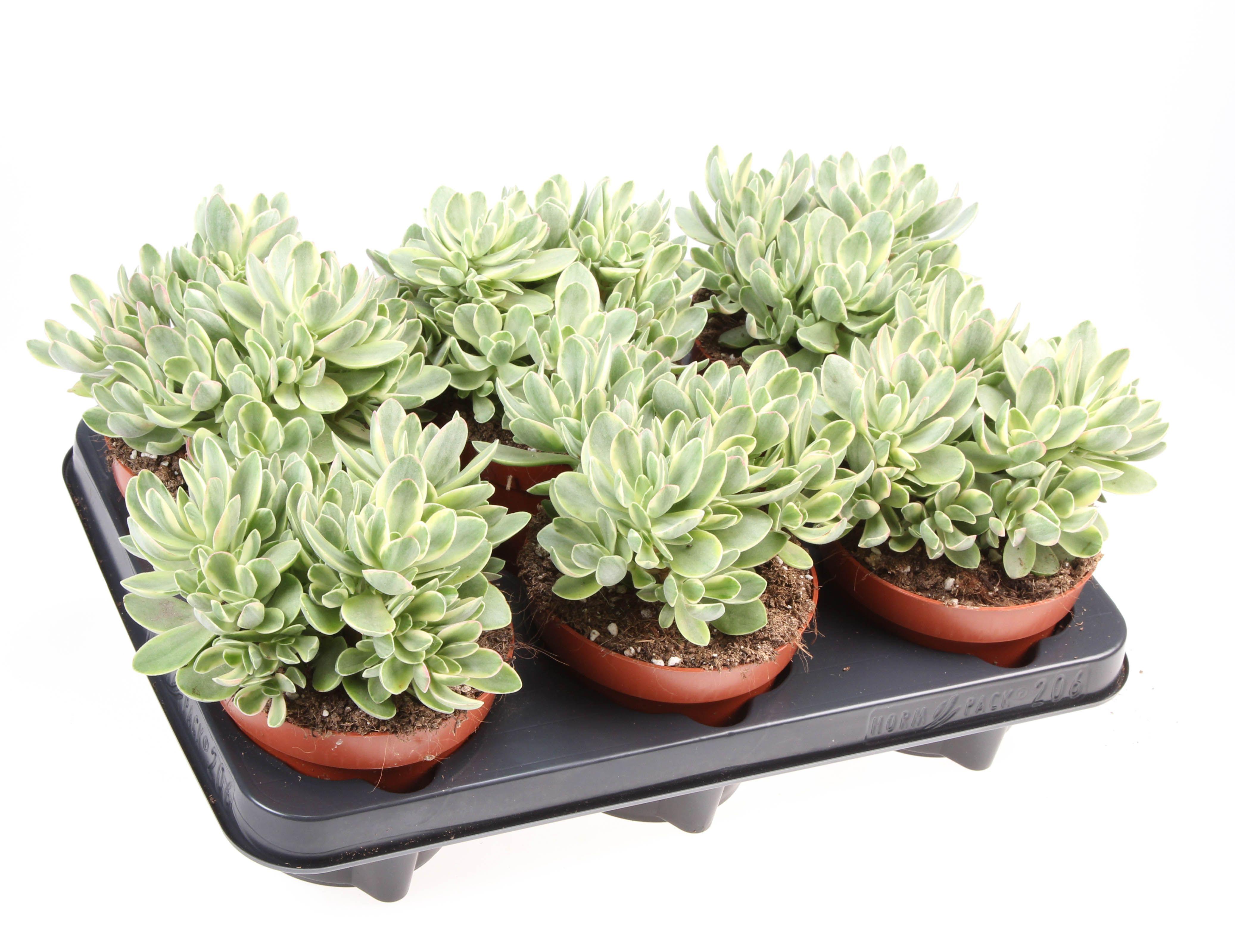 Горшечные цветы и растения оптом Crassula Moneymaker от 6шт из Голландии с доставкой по России