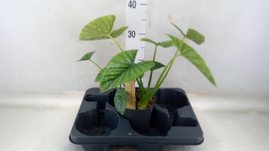 Горшечные цветы и растения оптом Alocasia   ... от 1шт (для телеги) из Голландии с доставкой по России