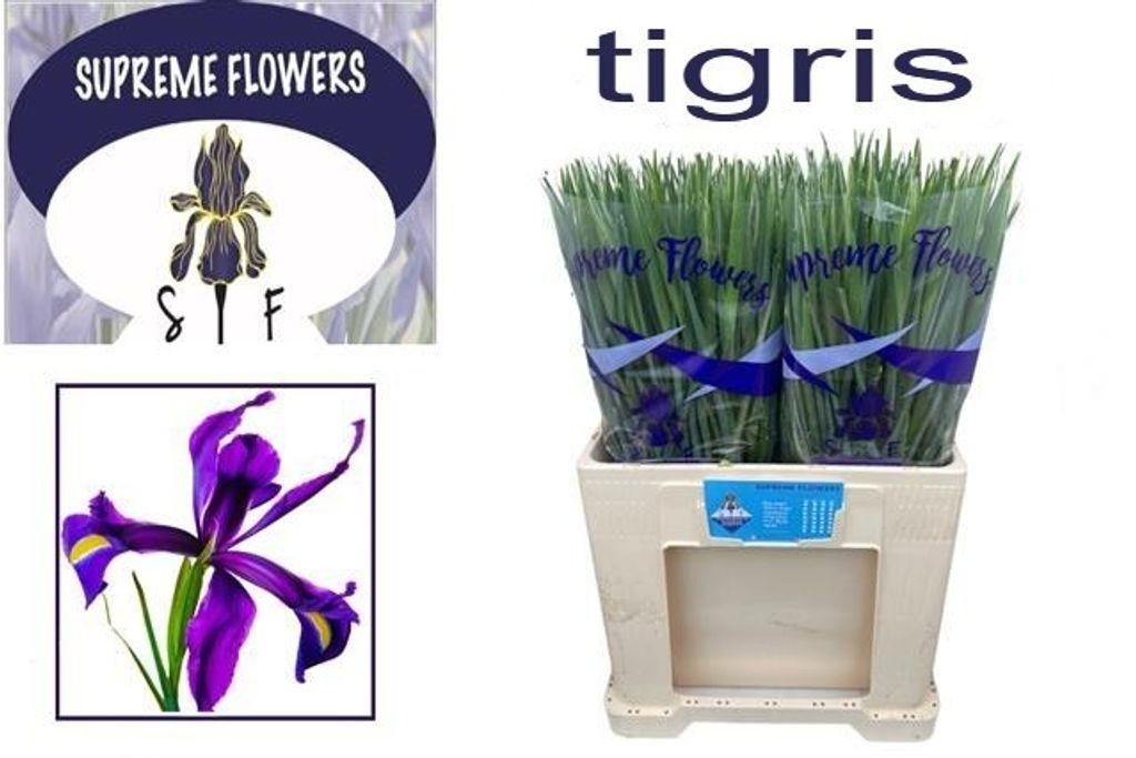 Срезанные цветы оптом Iris tigris от 200шт из Голландии с доставкой по России