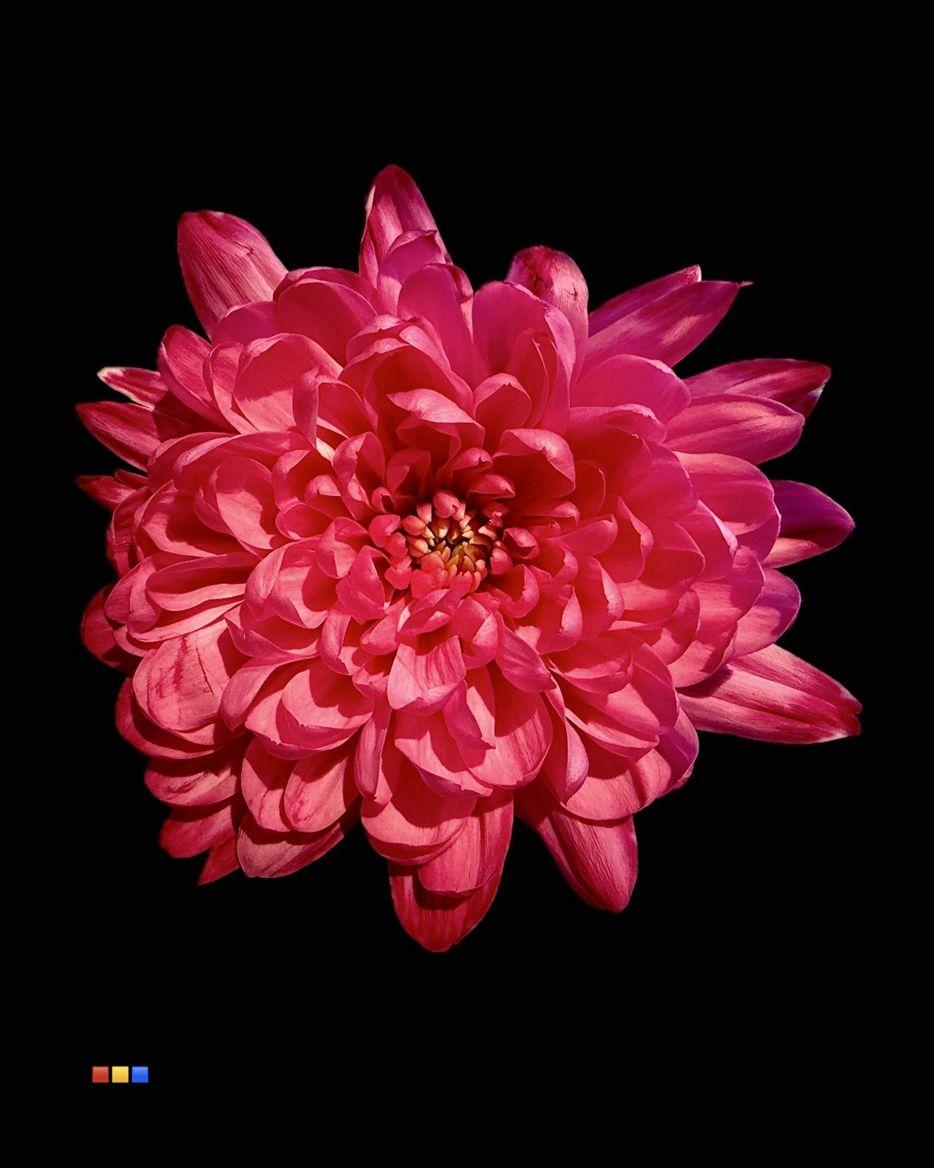 Срезанные цветы оптом Chrys sp paint baltica cherry от 40шт из Голландии с доставкой по России