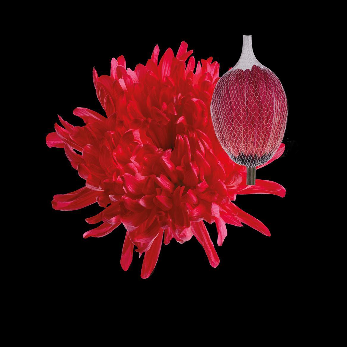 Срезанные цветы оптом Chrys bl paint antonov red от 40шт из Голландии с доставкой по России