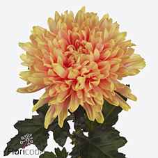 Срезанные цветы оптом Chrys bl paint antonov colour treated h% от 40шт из Голландии с доставкой по России
