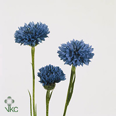 Срезанные цветы оптом Centaurea cyanus blue от 400шт из Голландии с доставкой по России