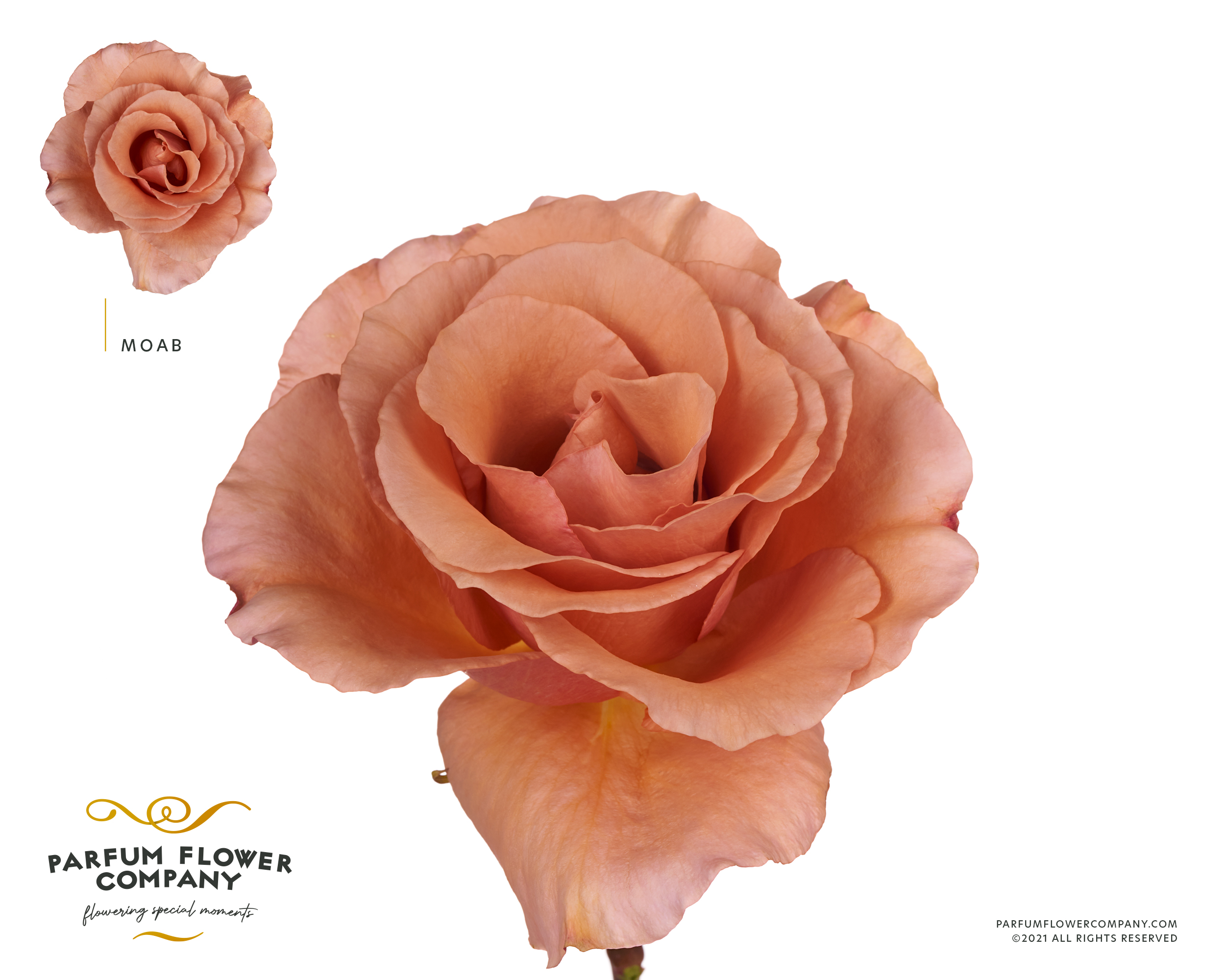Срезанные цветы оптом Rosa garden moab от 24шт из Голландии с доставкой по России