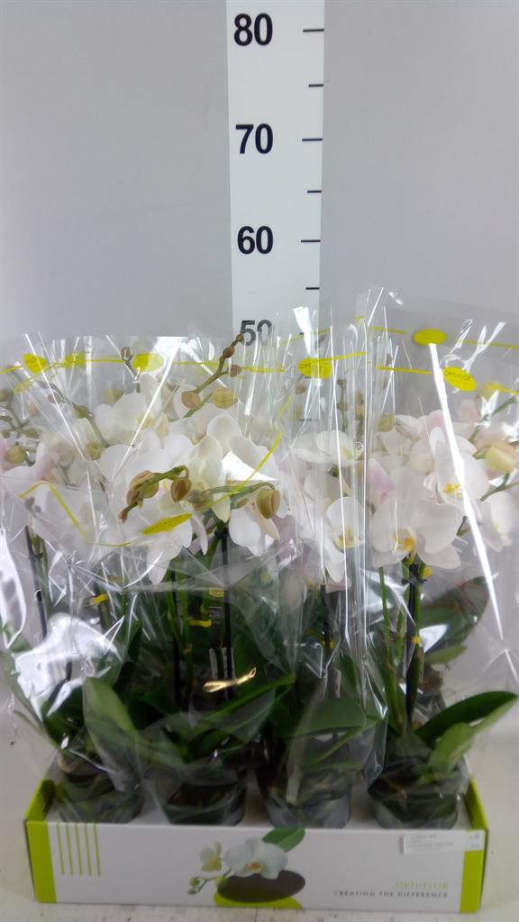 Горшечные цветы и растения оптом Phalaenopsis ...white от 8шт (для телеги) из Голландии с доставкой по России