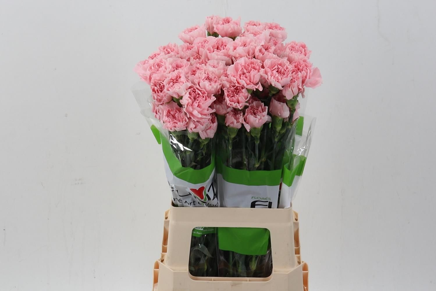 Срезанные цветы оптом Dianthus st pink cute от 80шт из Голландии с доставкой по России