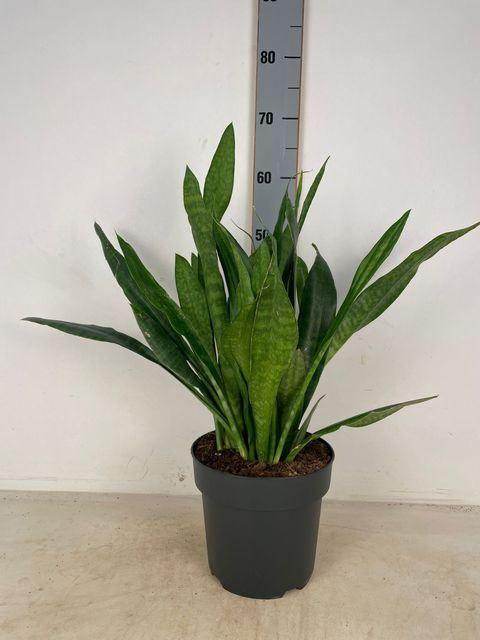 Горшечные цветы и растения оптом Sansevieria Trifa.   ...mix от 1шт из Голландии с доставкой по России