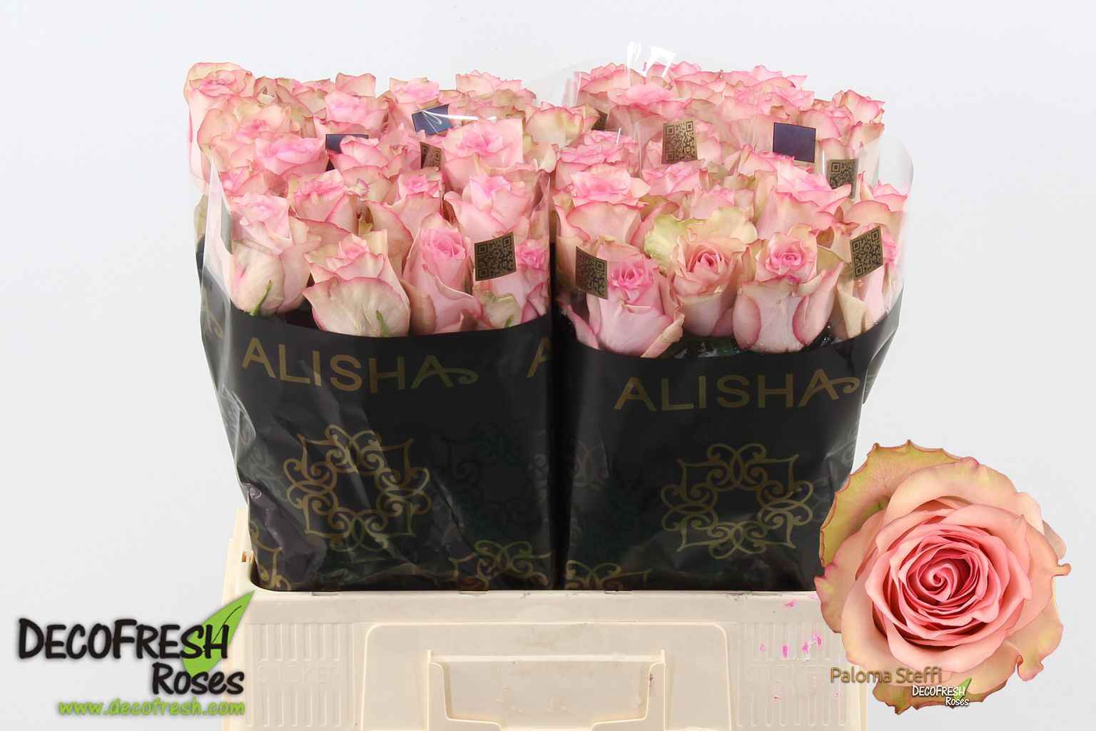 Срезанные цветы оптом Rosa la paloma steffi от 60шт из Голландии с доставкой по России