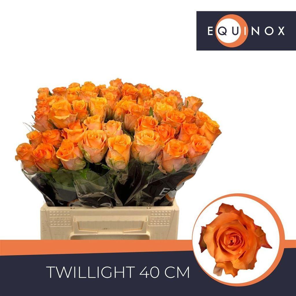 Срезанные цветы оптом Rosa large twilight от 50шт. из Голландии с доставкой по России