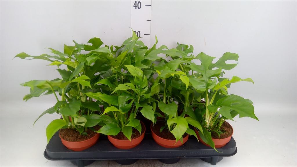 Горшечные цветы и растения оптом Rhaphidophora Tetrasperma от 8шт из Голландии с доставкой по России