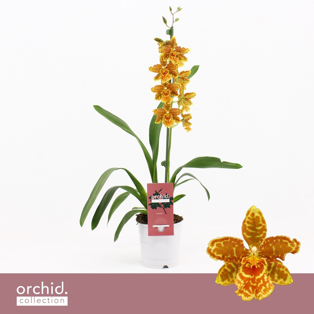 Горшечные цветы и растения оптом Cambria 1st Golden Tiger Orchid Collection от 6шт из Голландии с доставкой по России