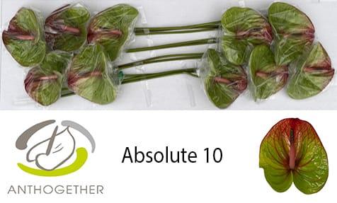 Срезанные цветы оптом Anthurium absolute от 10шт из Голландии с доставкой по России
