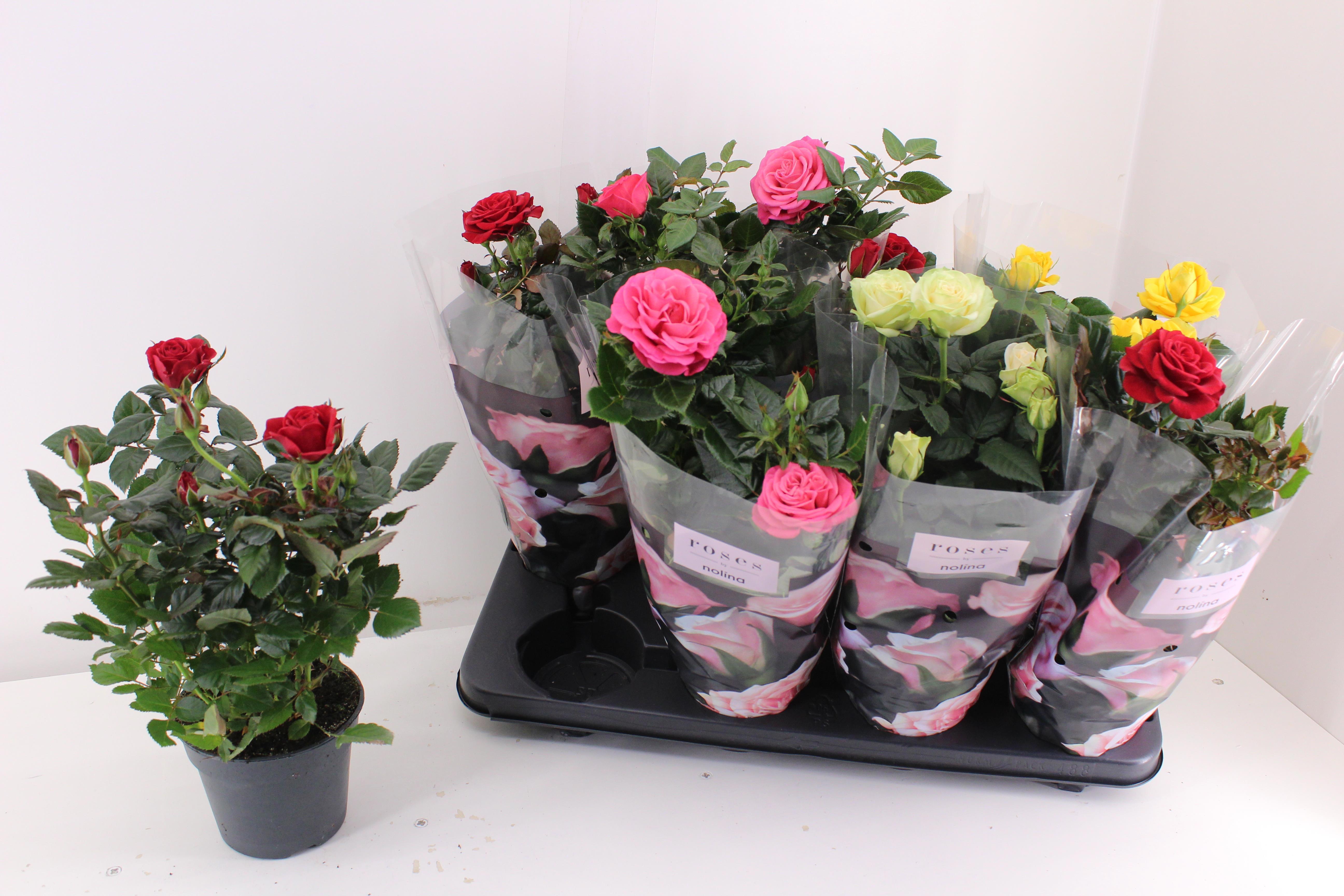 Горшечные цветы и растения оптом Ro Pathit Gem 4 Srt от 8шт из Голландии с доставкой по России