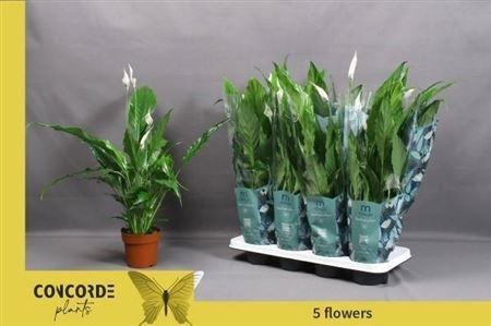 Горшечные цветы и растения оптом Spath Sweet Chico 7+ от 8шт из Голландии с доставкой по России