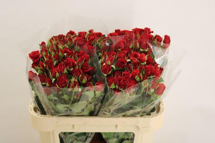 Срезанные цветы оптом Rosa spray mirabel от 60шт из Голландии с доставкой по России