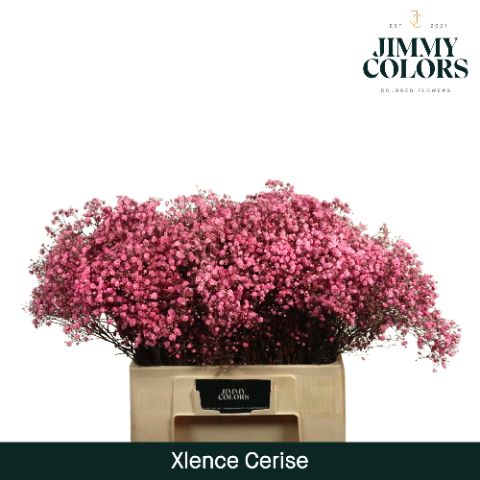 Срезанные цветы оптом Gyps large paint cerise от 25шт из Голландии с доставкой по России