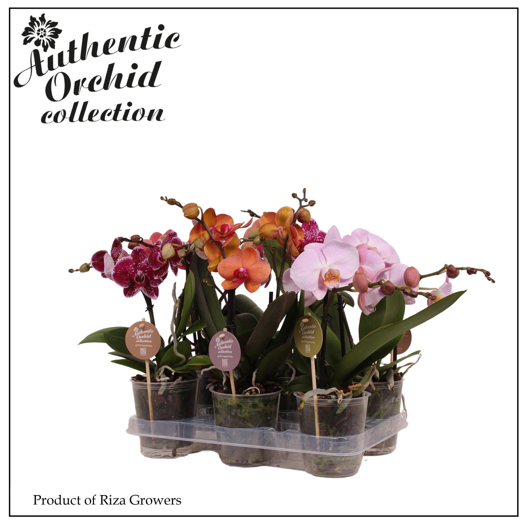 Горшечные цветы и растения оптом Phal 2st Authentic Spirit Mix 12+ (orchid Growers) от 6шт из Голландии с доставкой по России