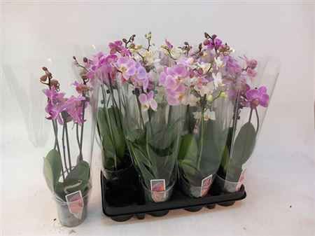 Горшечные цветы и растения оптом Phal Mf Gem 3 Kl 2 Branches 14+ от 12шт из Голландии с доставкой по России
