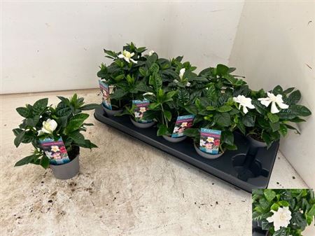 Горшечные цветы и растения оптом Gardenia Jasminoides от 10шт (для телеги) из Голландии с доставкой по России