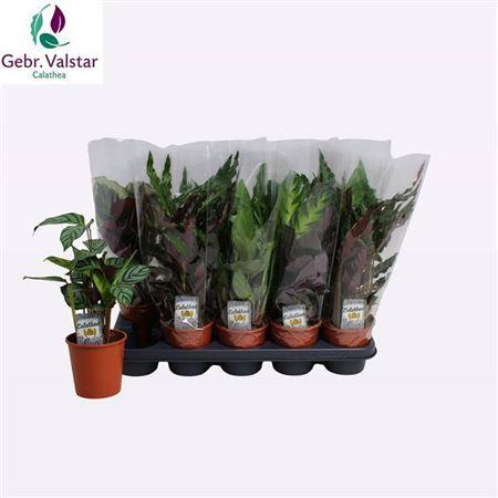 Горшечные цветы и растения оптом Calat Gem 4 Srt от 10шт из Голландии с доставкой по России