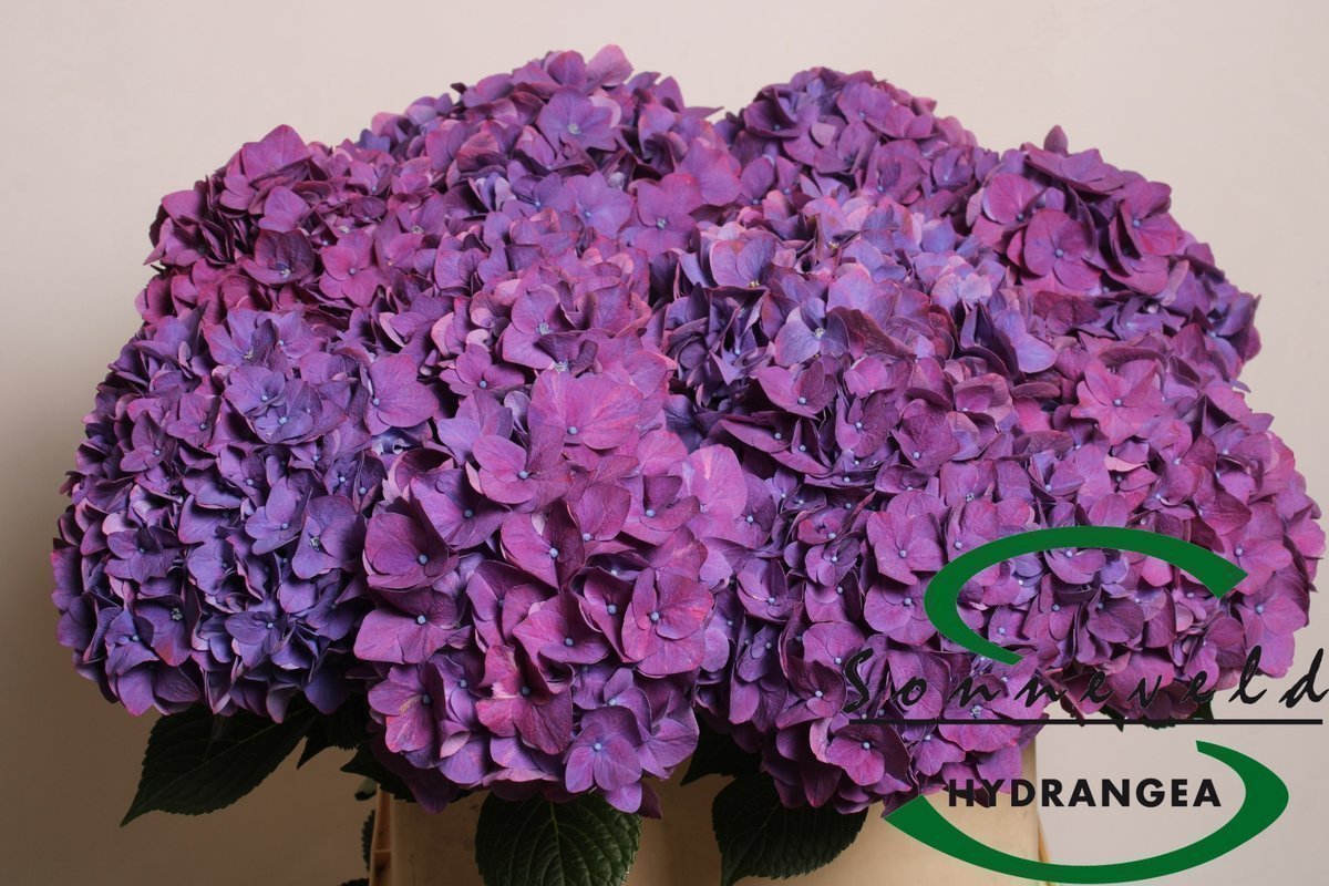 Срезанные цветы оптом Hydrangea rodeo purple от 10шт из Голландии с доставкой по России