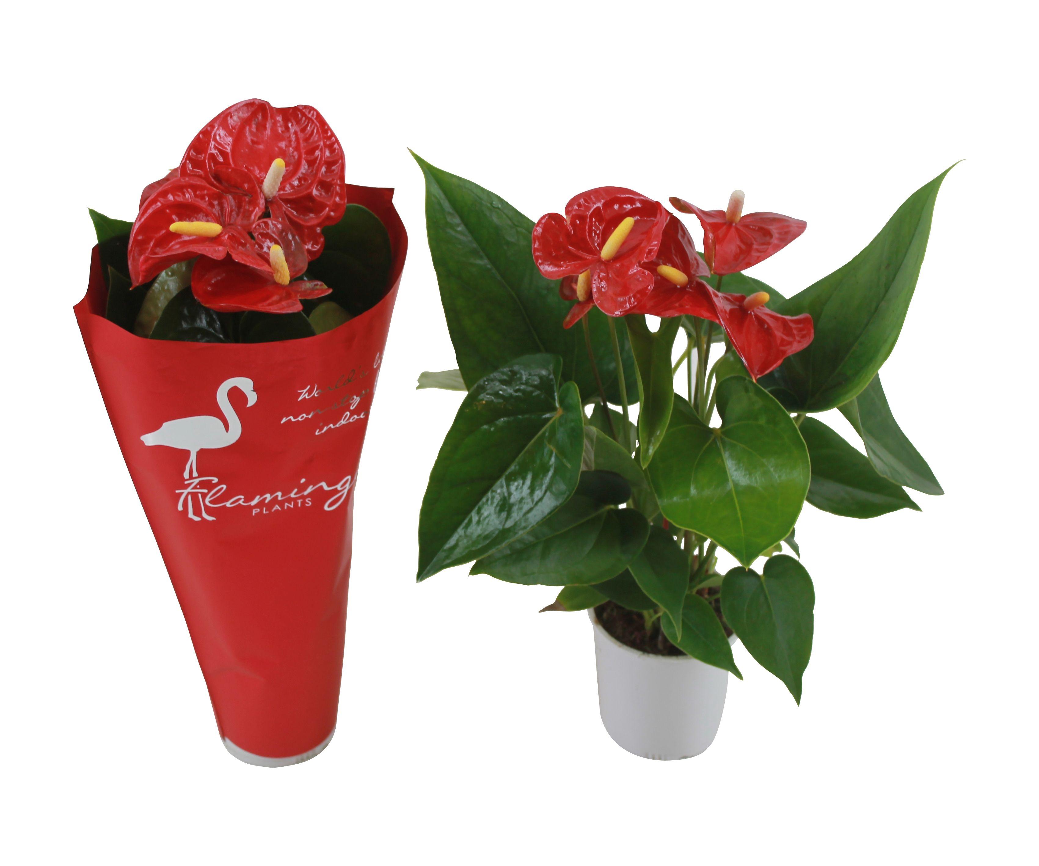 Горшечные цветы и растения оптом Anth An Jambo Red 3+ In Sleeve от 12шт (для телеги) из Голландии с доставкой по России