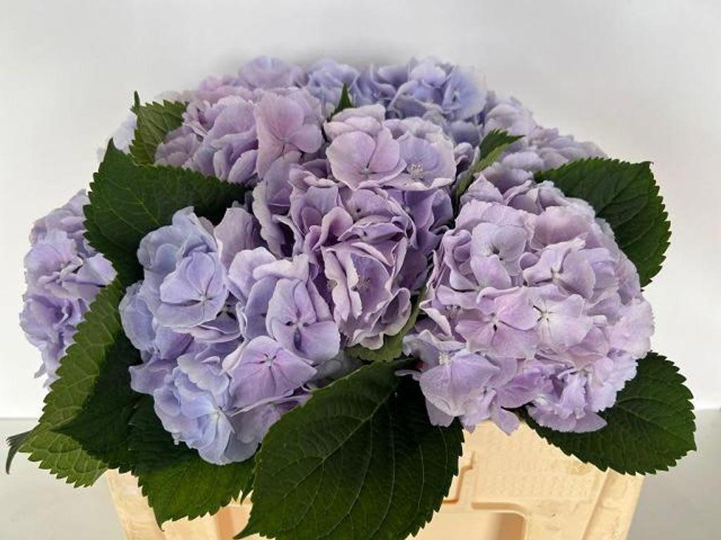 Срезанные цветы оптом Hydrangea verena blue от 10шт из Голландии с доставкой по России