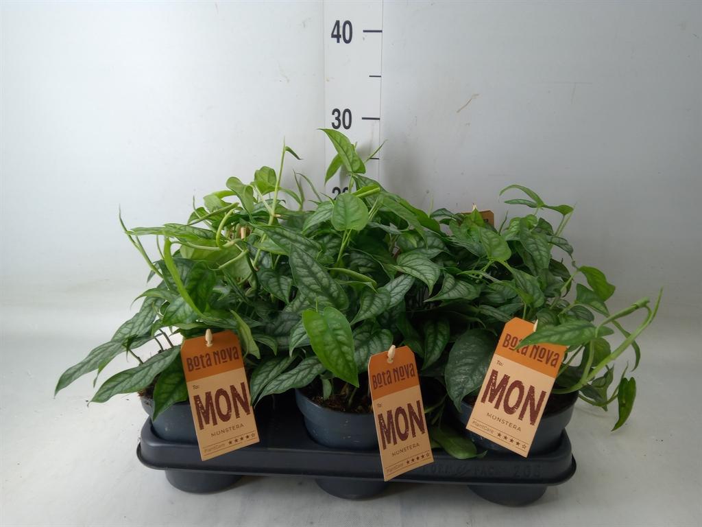 Горшечные цветы и растения оптом Monstera Siltepecana от 8шт из Голландии с доставкой по России