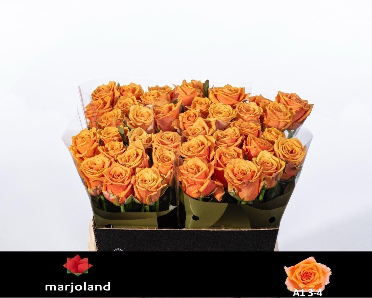 Срезанные цветы оптом Rosa large novi! от 30шт из Голландии с доставкой по России