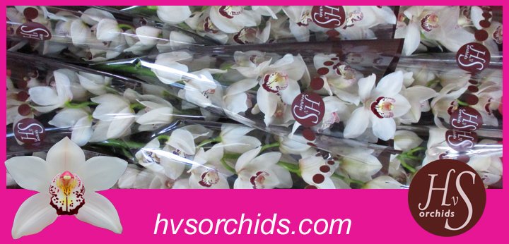 Срезанные цветы оптом Cymbidium white mrs esmee от 9шт из Голландии с доставкой по России