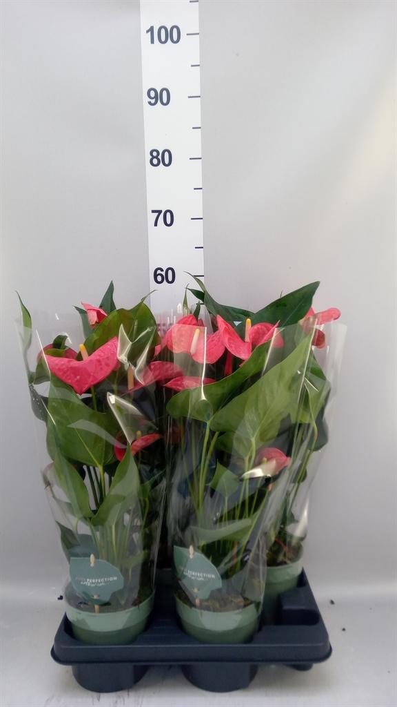 Горшечные цветы и растения оптом Anthurium Andr. maine от 4шт из Голландии с доставкой по России