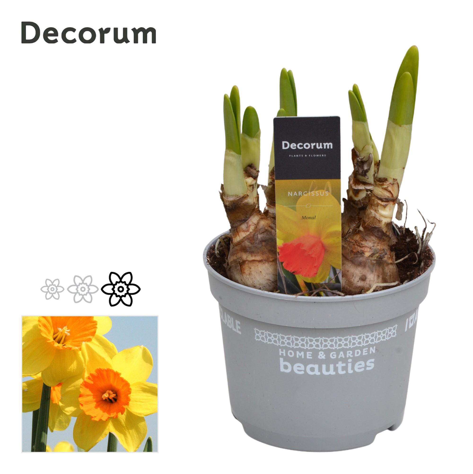 Горшечные цветы и растения оптом Narcissus Monal (decorum) от 10шт из Голландии с доставкой по России