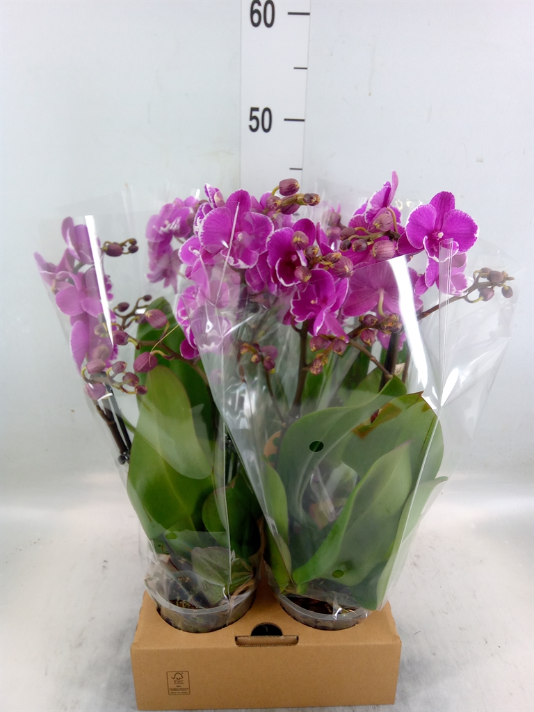 Горшечные цветы и растения оптом Phalaenopsis   ...lilac от 4шт из Голландии с доставкой по России