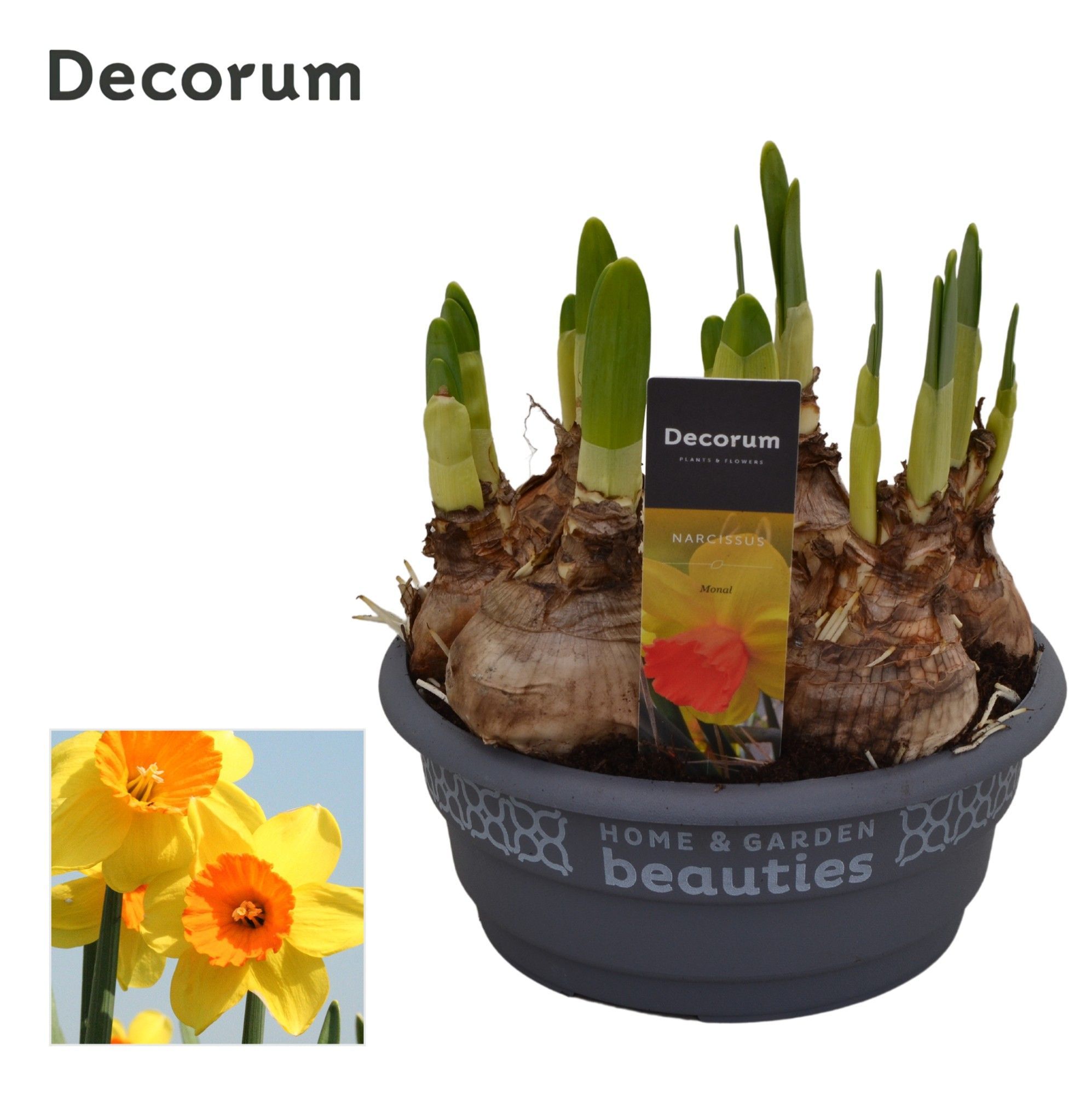 Горшечные цветы и растения оптом Narcissus Monal (decorum) от 7шт из Голландии с доставкой по России