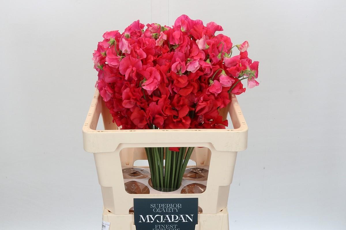 Срезанные цветы оптом Lathyrus paint red magic от 50шт из Голландии с доставкой по России