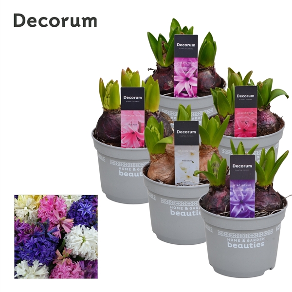 Горшечные цветы и растения оптом Hyacinthus Mix 3pp (decorum) от 10шт из Голландии с доставкой по России