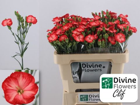 Срезанные цветы оптом Dianthus sp solomio clif от 60шт из Голландии с доставкой по России