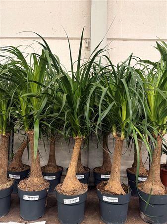 Горшечные цветы и растения оптом Beaucarnea Recur от 1шт из Голландии с доставкой по России