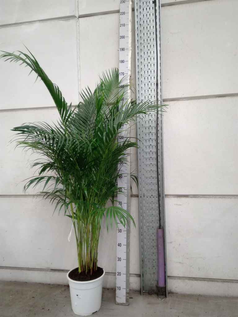 Горшечные цветы и растения оптом Dypsis Lutescens   ...chrysalidoca от 1шт из Голландии с доставкой по России