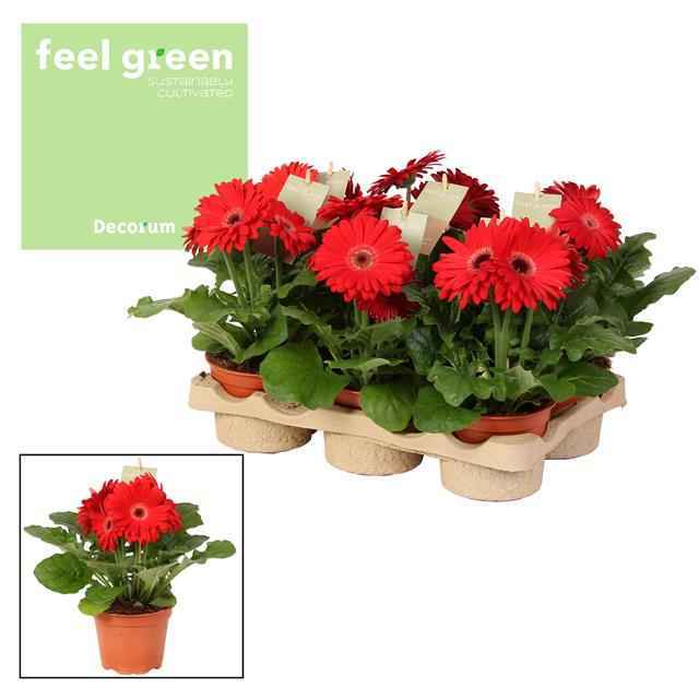 Горшечные цветы и растения оптом Gerbera Red 2+ Feel Green (decorum) от 6шт из Голландии с доставкой по России