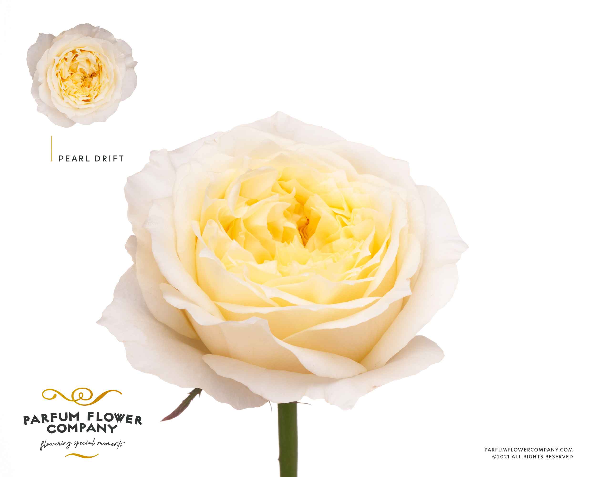 Срезанные цветы оптом Rosa la garden pearl drift от 20шт из Голландии с доставкой по России