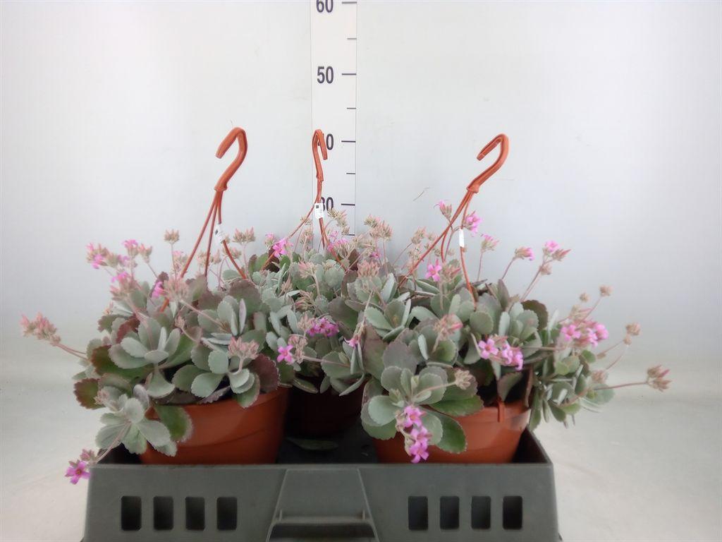 Горшечные цветы и растения оптом Kalanchoe Nf Pumila от 3шт из Голландии с доставкой по России